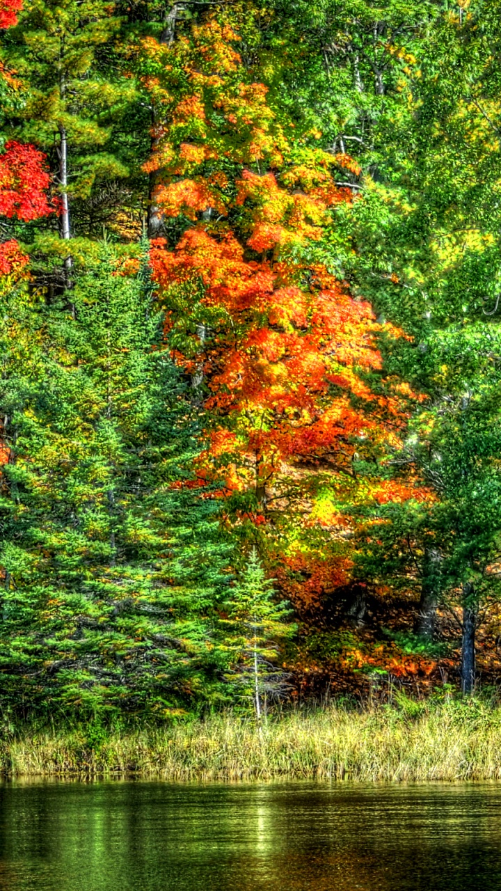 Green and Orange Trees Beside River During Daytime. Wallpaper in 720x1280 Resolution