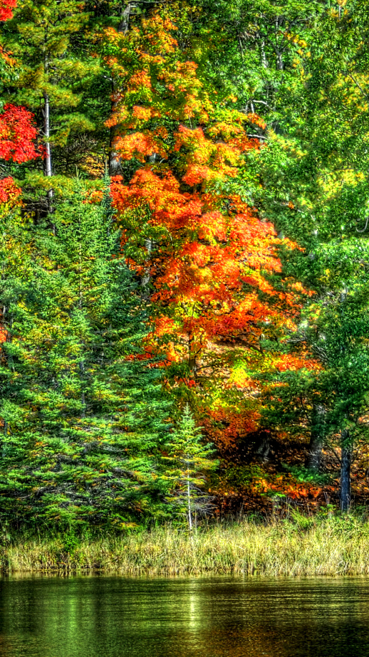 Green and Orange Trees Beside River During Daytime. Wallpaper in 750x1334 Resolution