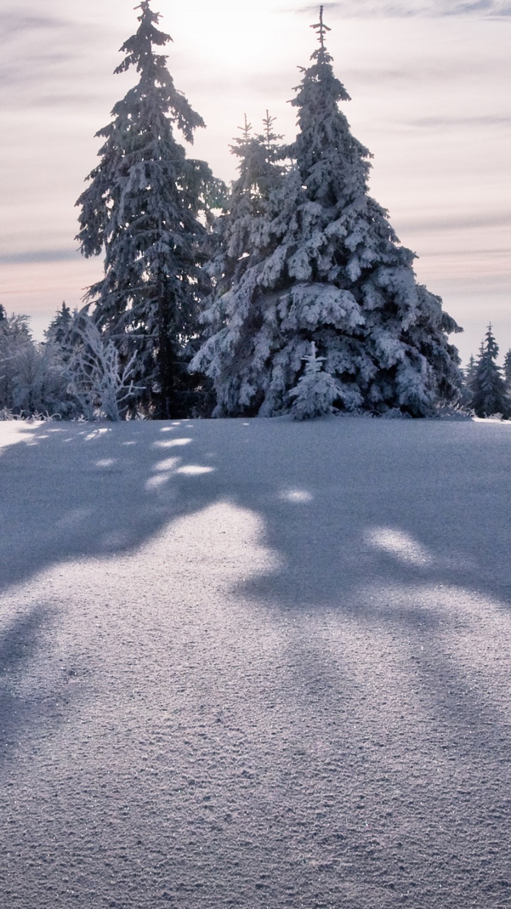 Pinos Verdes Cubiertos de Nieve Durante el Día. Wallpaper in 720x1280 Resolution