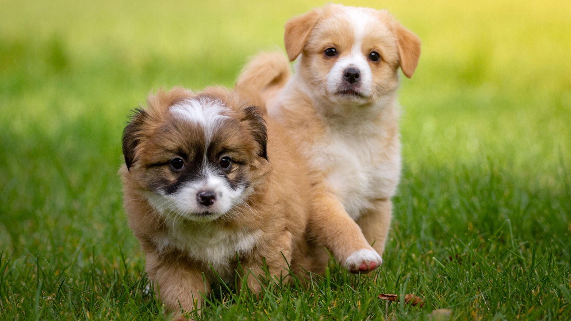 Brown and White Long Haired Puppy Running on Green Grass Field During Daytime. Wallpaper in 1920x1080 Resolution