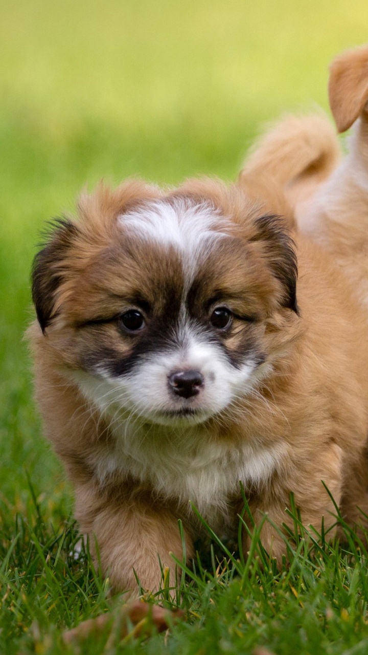 Brown and White Long Haired Puppy Running on Green Grass Field During Daytime. Wallpaper in 720x1280 Resolution