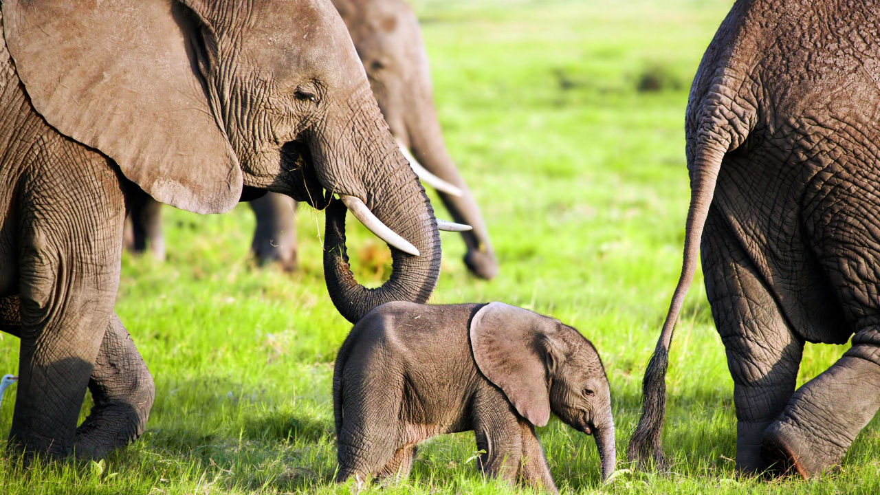 Two Brown Elephants on Green Grass Field During Daytime. Wallpaper in 1280x720 Resolution