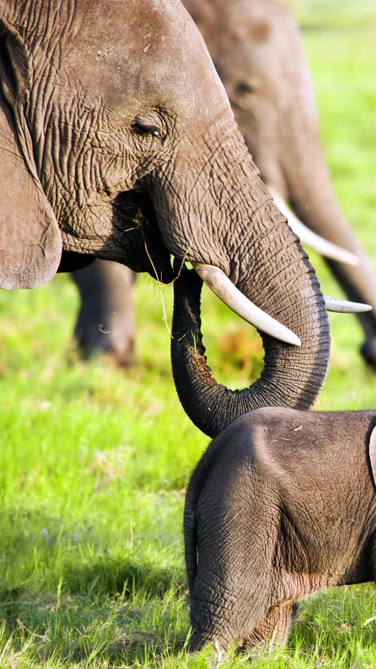 Two Brown Elephants on Green Grass Field During Daytime. Wallpaper in 750x1334 Resolution