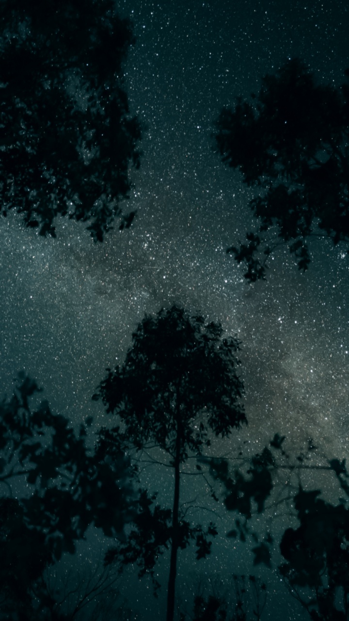 Cloud, Nacht, Atmosphäre, Naturlandschaft, Branch. Wallpaper in 720x1280 Resolution