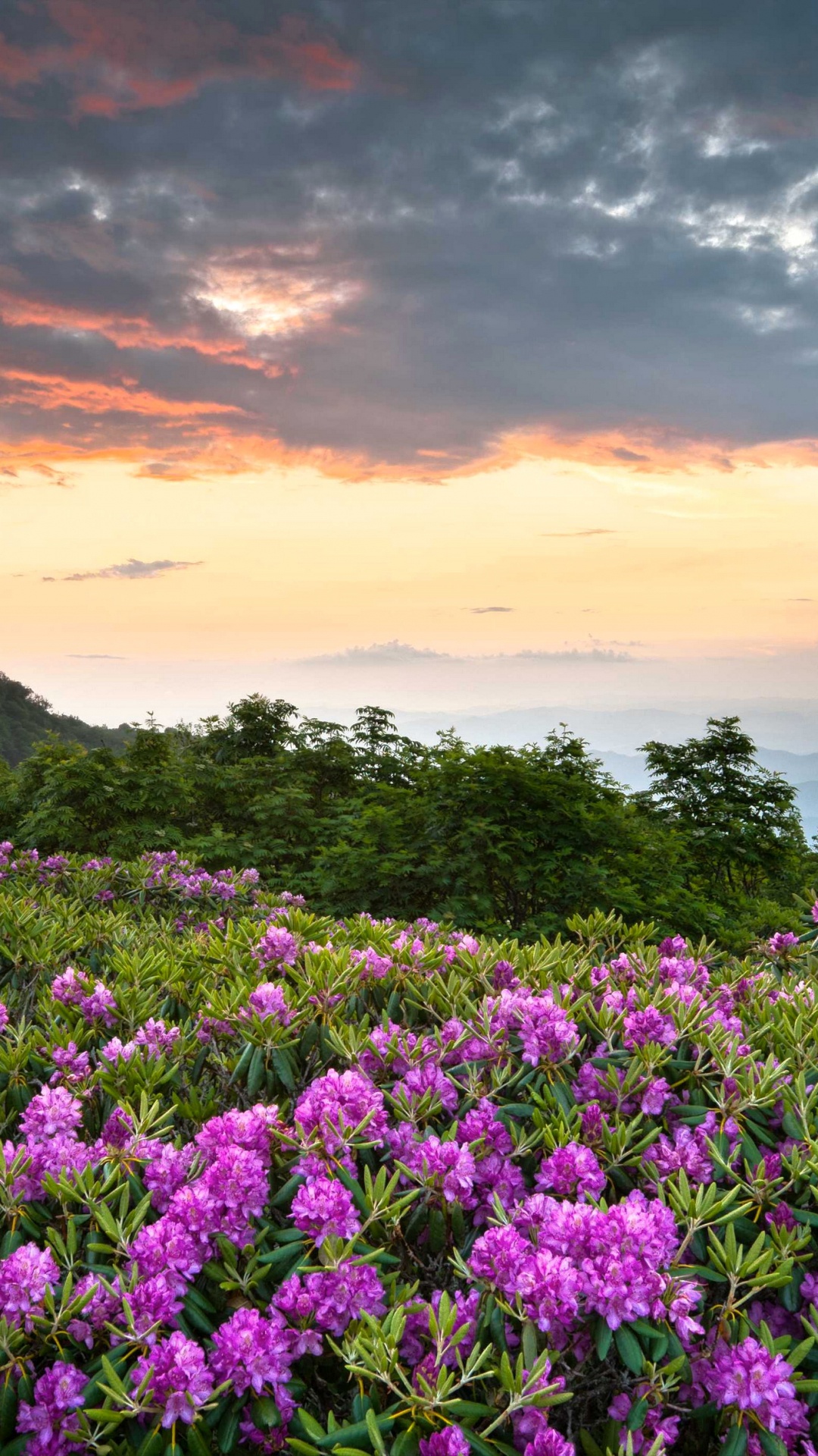 Purple Flower Field Near Mountain During Sunset. Wallpaper in 1080x1920 Resolution