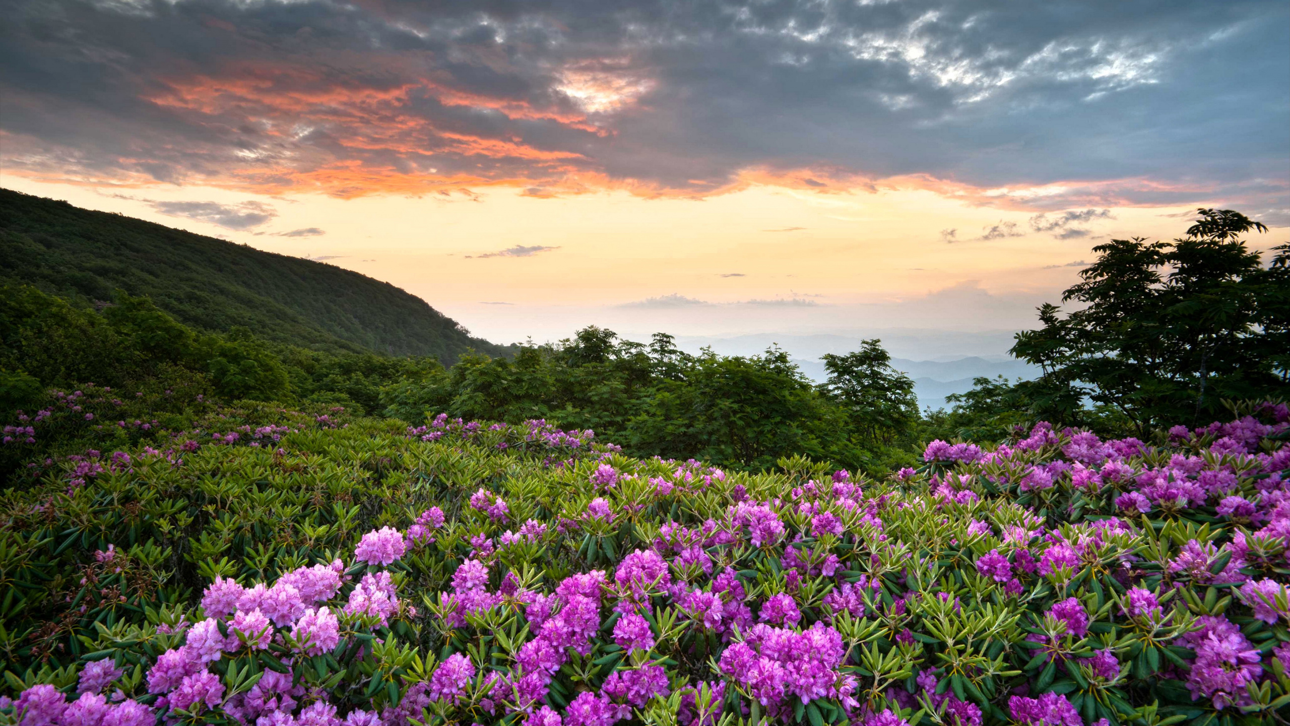 蓝山, 性质, 植被, 弹簧, 工厂 壁纸 2560x1440 允许
