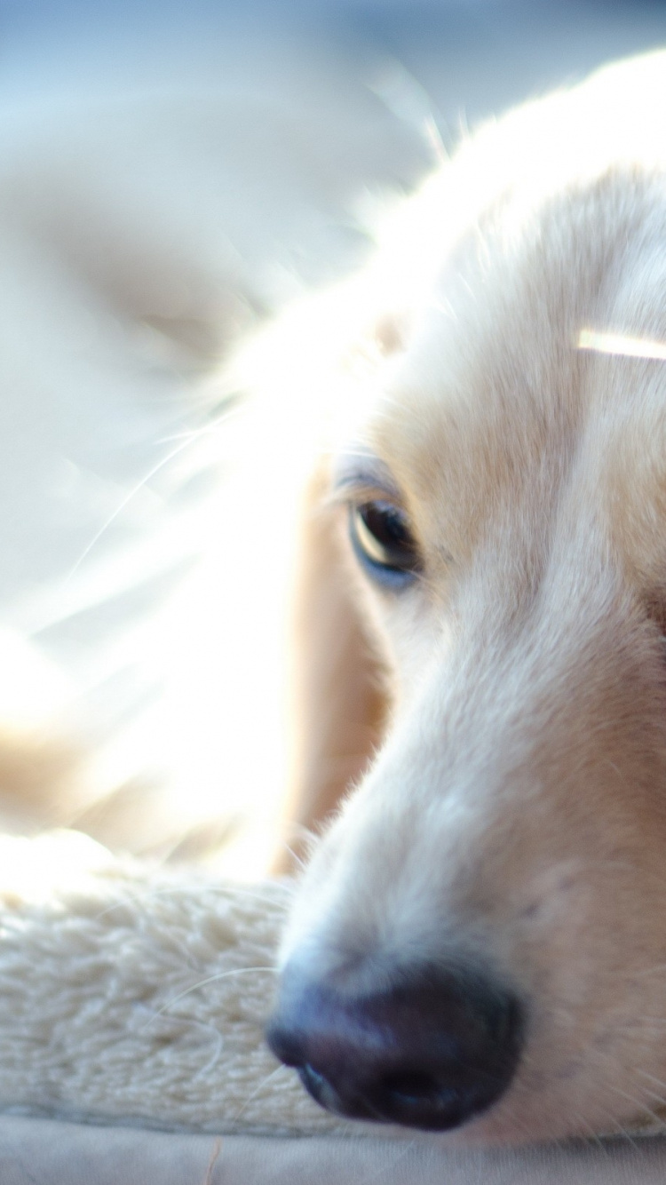 Chiot Golden Retriever Allongé Sur Textile Blanc. Wallpaper in 750x1334 Resolution