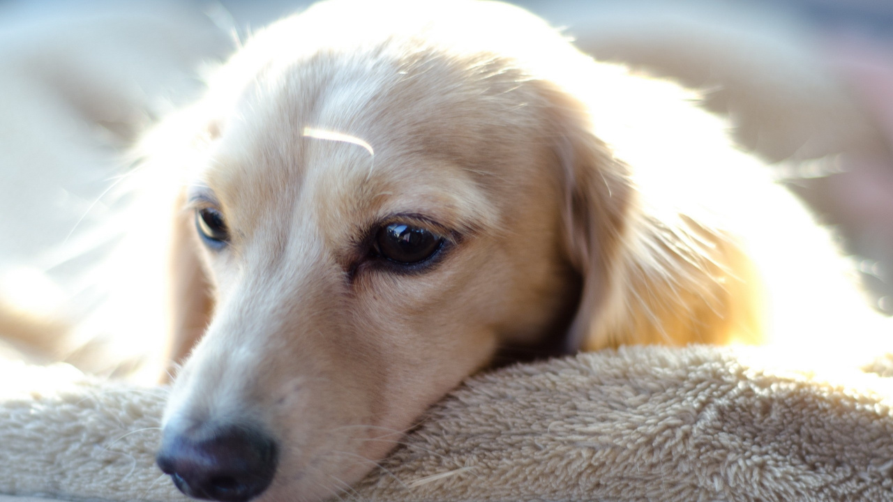 Golden Retriever Puppy Lying on White Textile. Wallpaper in 1280x720 Resolution
