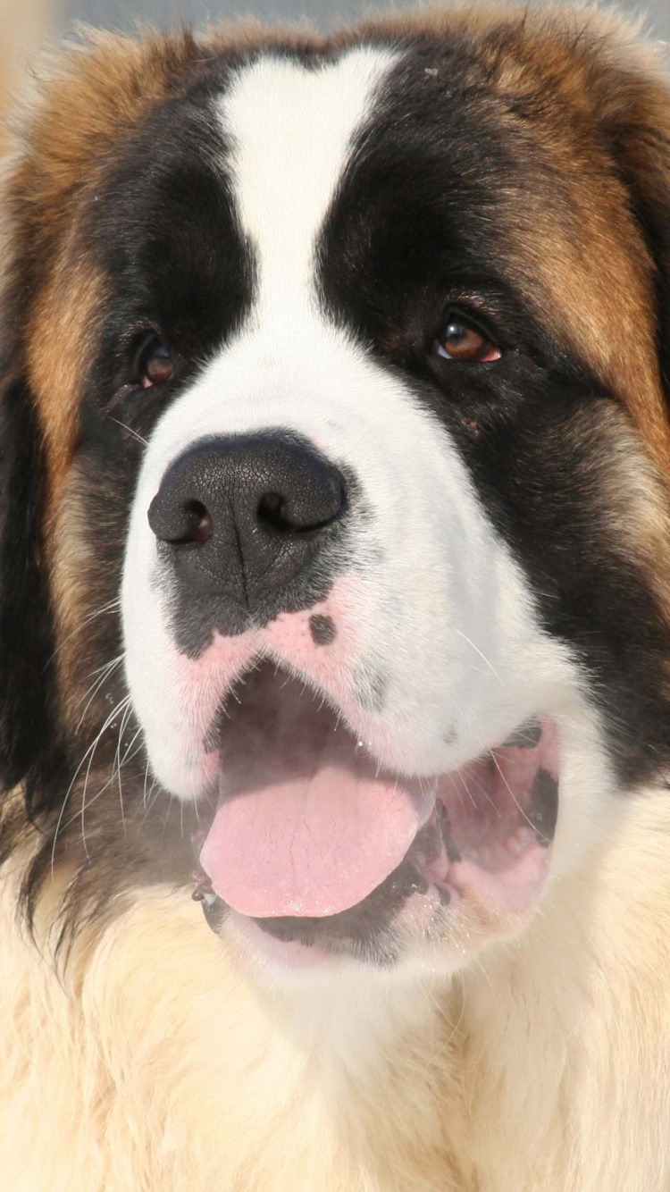 Chien Brun Blanc et Noir. Wallpaper in 750x1334 Resolution