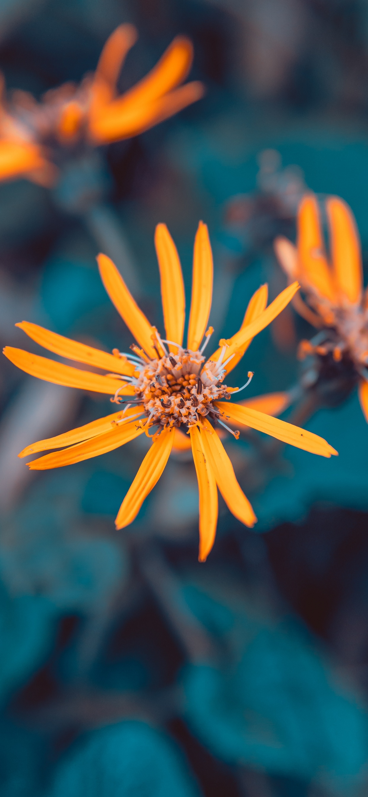 Yellow Flower in Tilt Shift Lens. Wallpaper in 1242x2688 Resolution