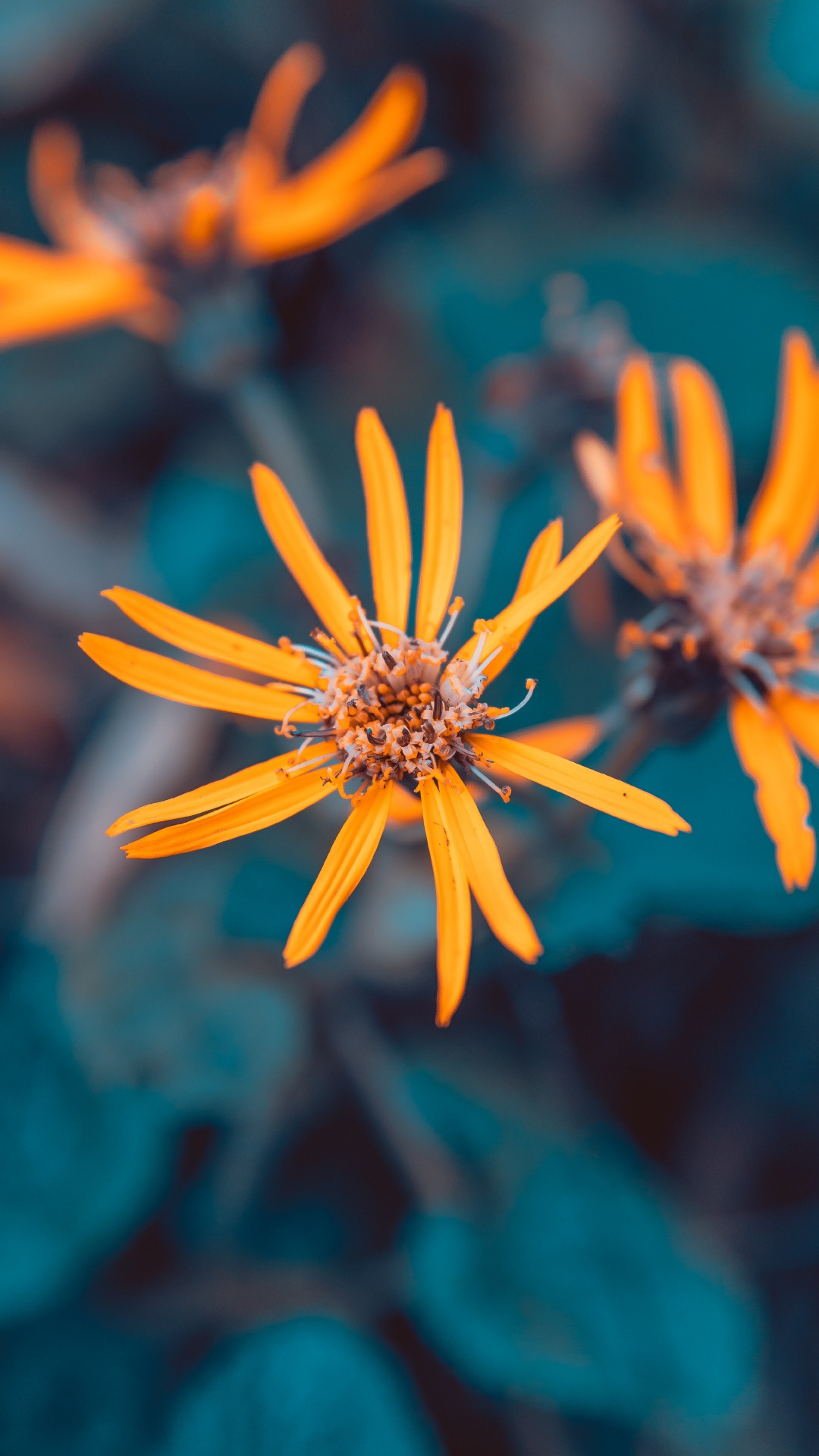 Gelbe Blume in Tilt-Shift-Linse. Wallpaper in 1080x1920 Resolution