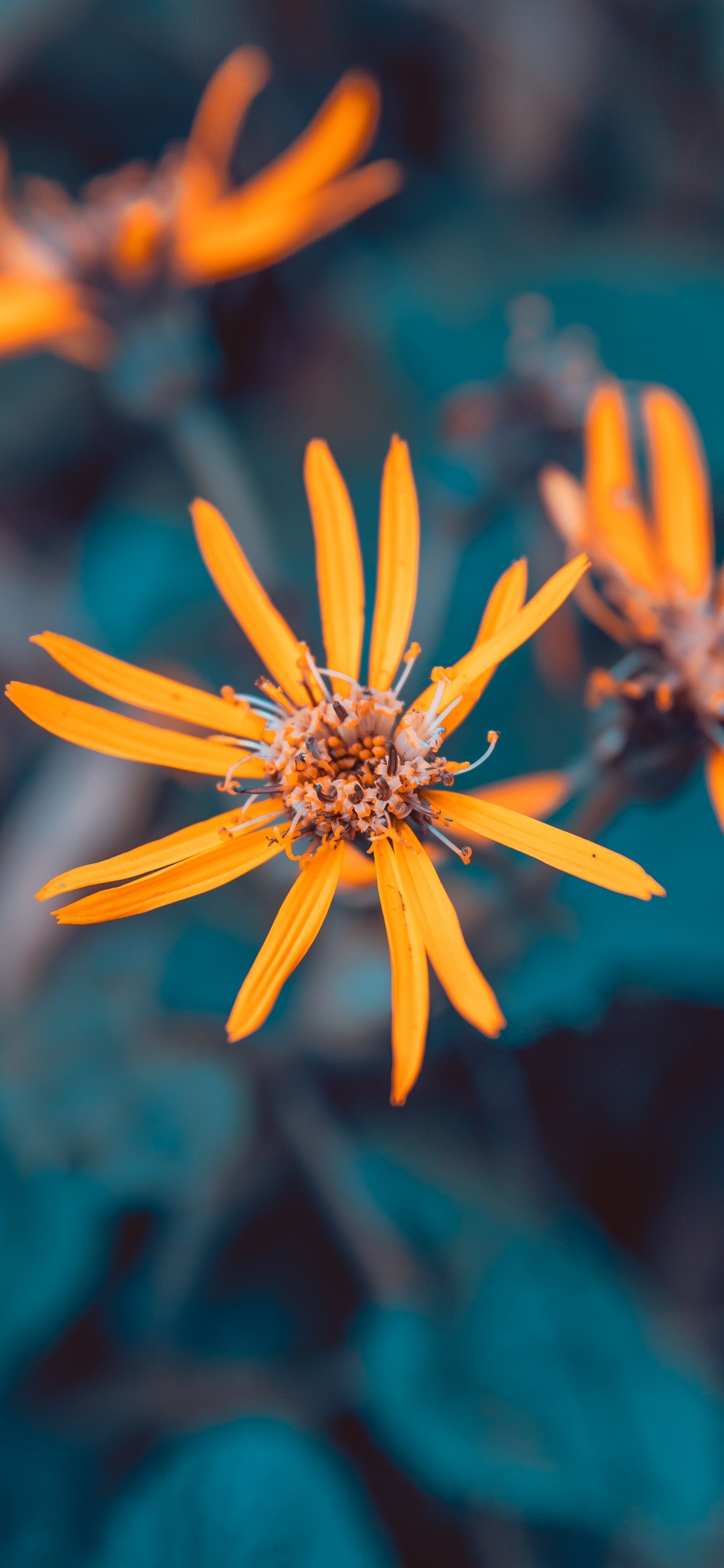 Fleur Jaune Dans L'objectif à Basculement. Wallpaper in 1125x2436 Resolution