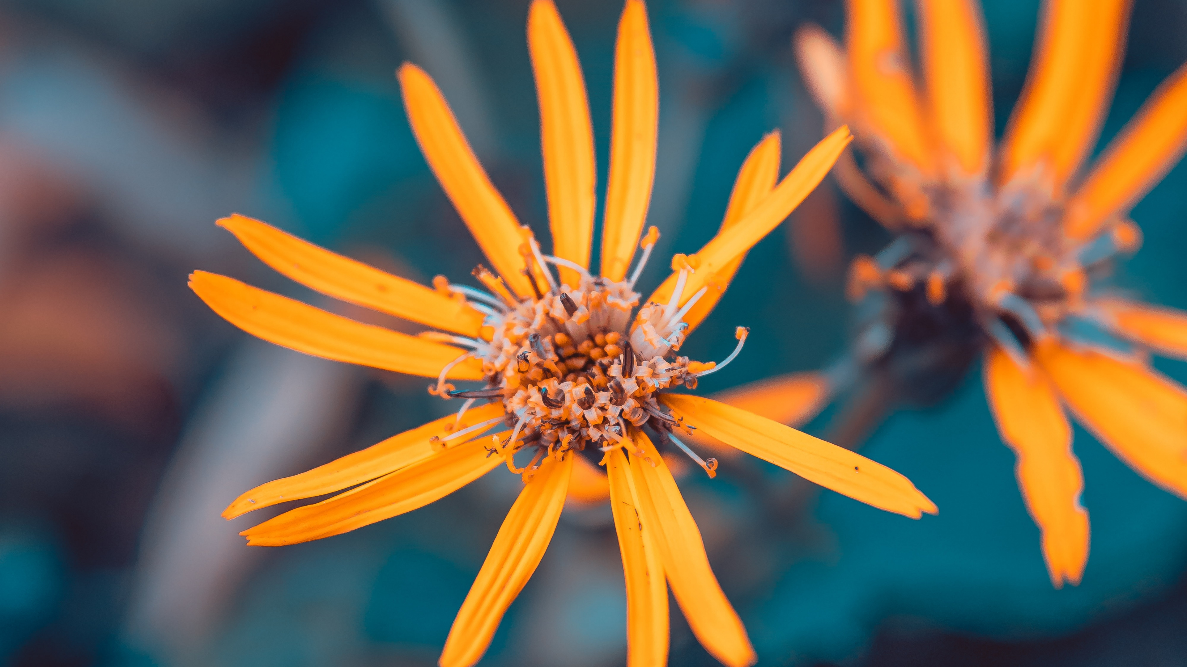 Fleur Jaune Dans L'objectif à Basculement. Wallpaper in 3840x2160 Resolution