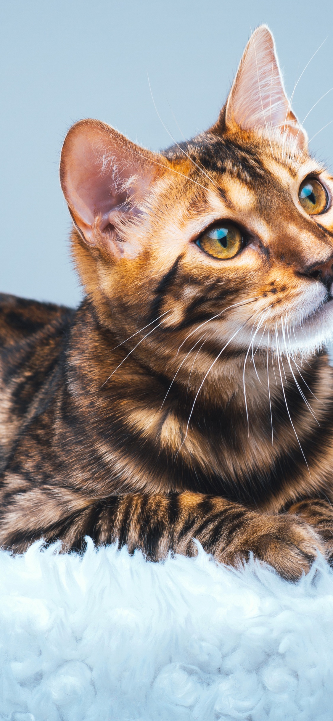 Chat Brun et Noir Sur Textile Fourrure Blanche. Wallpaper in 1125x2436 Resolution