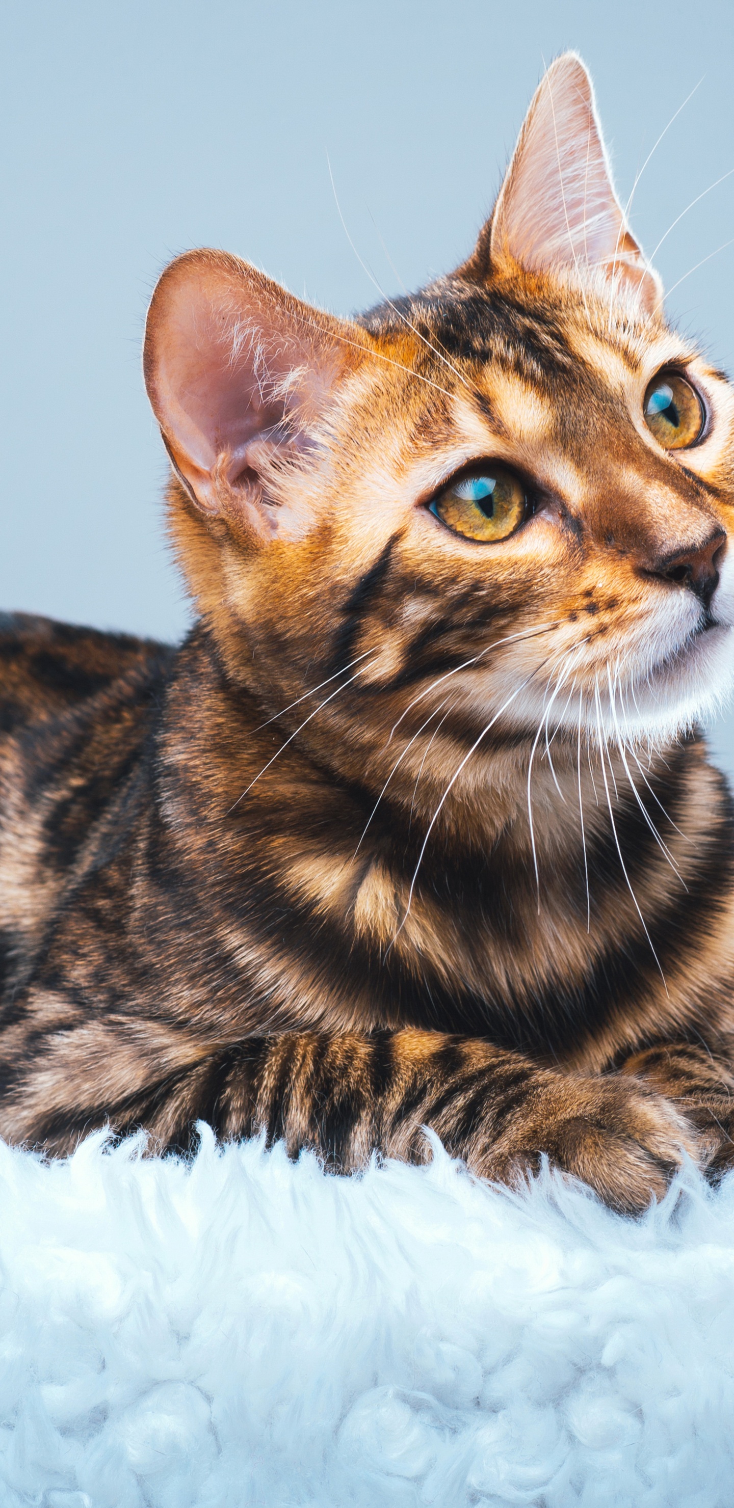 Braune Und Schwarze Katze Auf Weißem Felltextil. Wallpaper in 1440x2960 Resolution