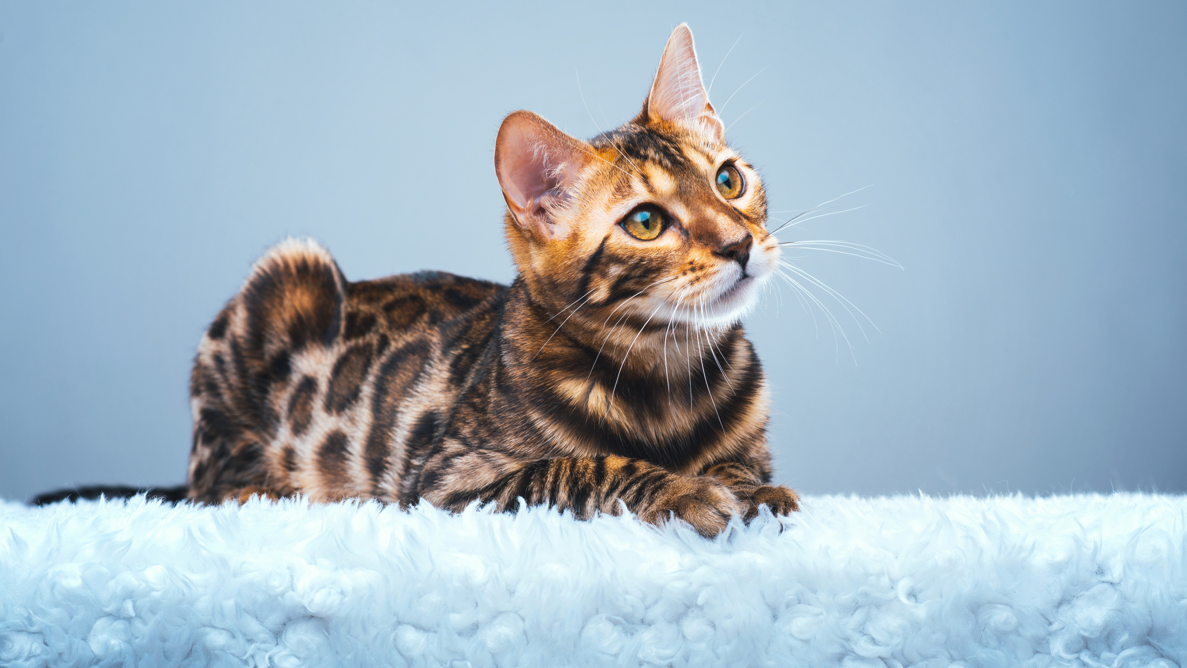 小猫, 美国短尾, 胡须, 孟加拉, 购买toyger 壁纸 3840x2160 允许