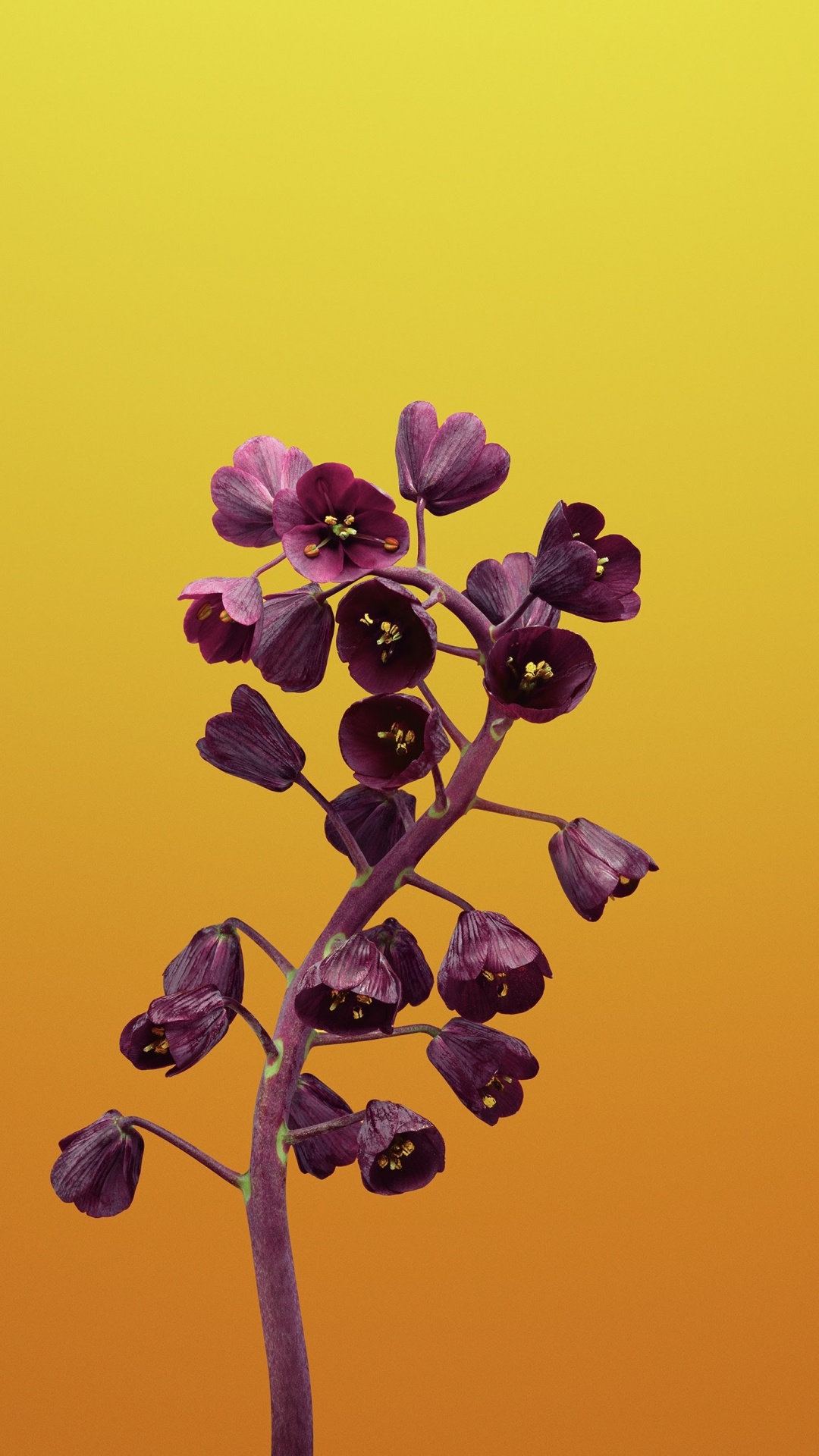Ipad, Apple, IOS 11, Apples, Flower Ios. Wallpaper in 1080x1920 Resolution