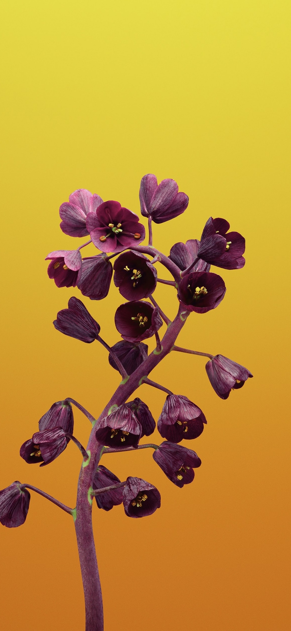 Ipad, Apple, IOS 11, Apples, Flower Ios. Wallpaper in 1125x2436 Resolution