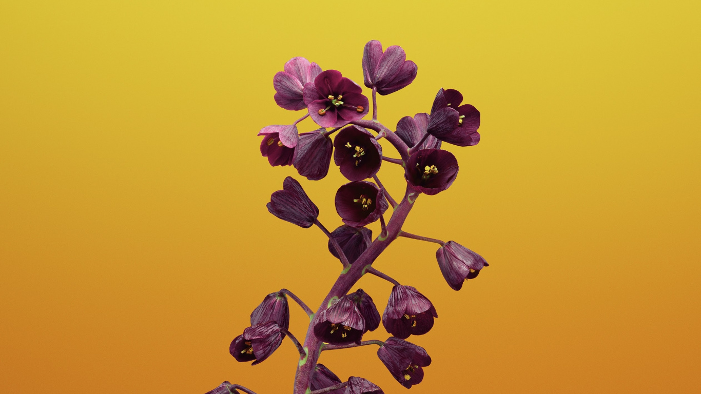 IPad, IOS 11, Apple, Fleur Ios, IOS. Wallpaper in 1366x768 Resolution