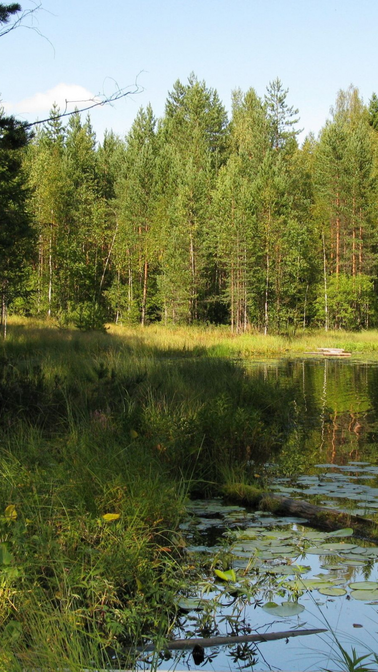 Grüne Bäume Neben Dem Fluss Unter Blauem Himmel Tagsüber. Wallpaper in 750x1334 Resolution