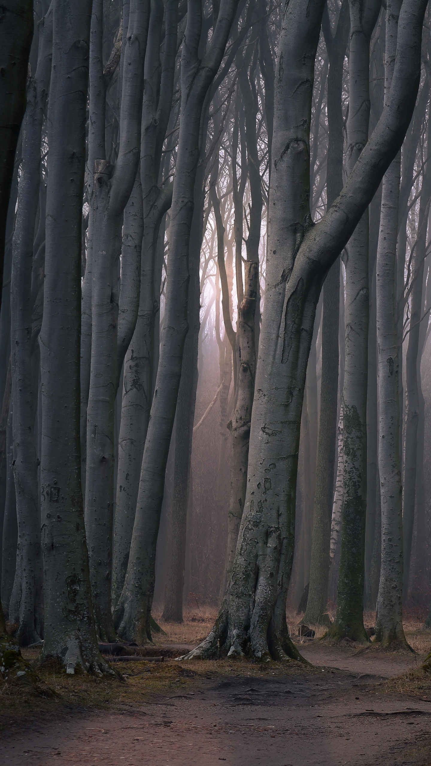 Árboles Marrones en Suelo Marrón. Wallpaper in 1440x2560 Resolution