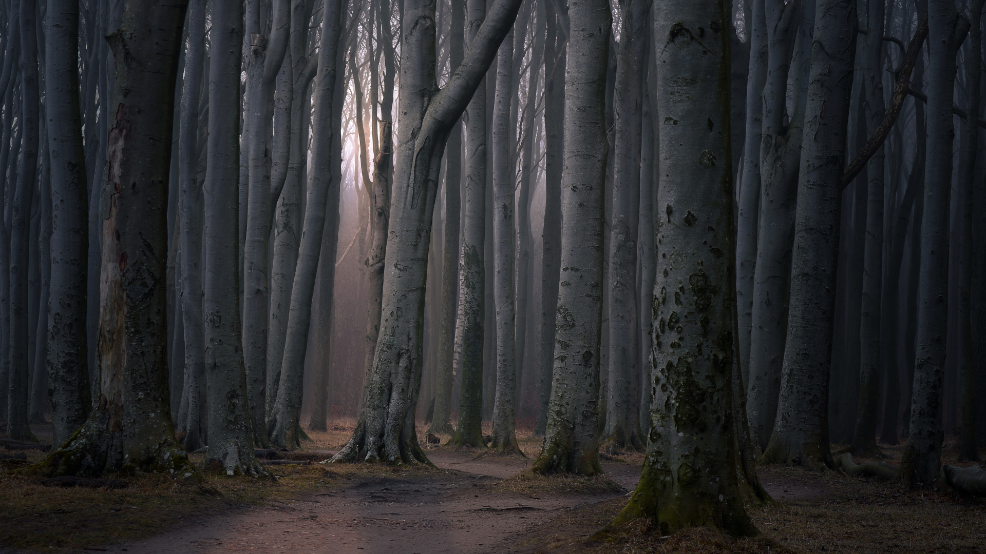 Árboles Marrones en Suelo Marrón. Wallpaper in 1920x1080 Resolution