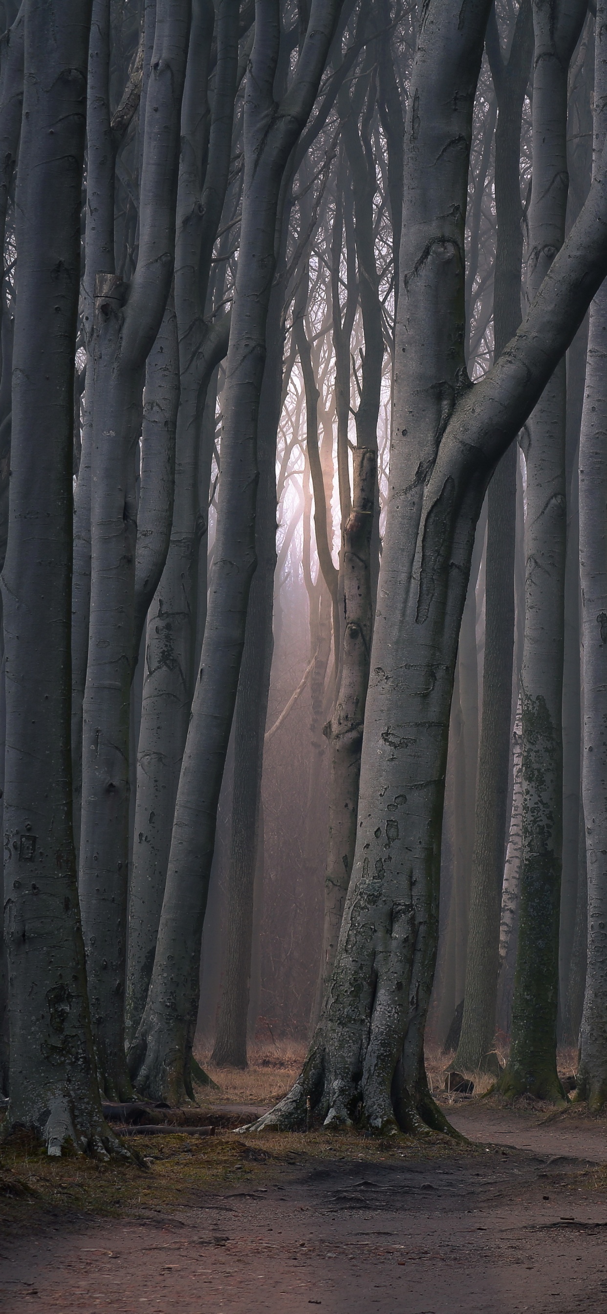 Brown Trees on Brown Soil. Wallpaper in 1242x2688 Resolution