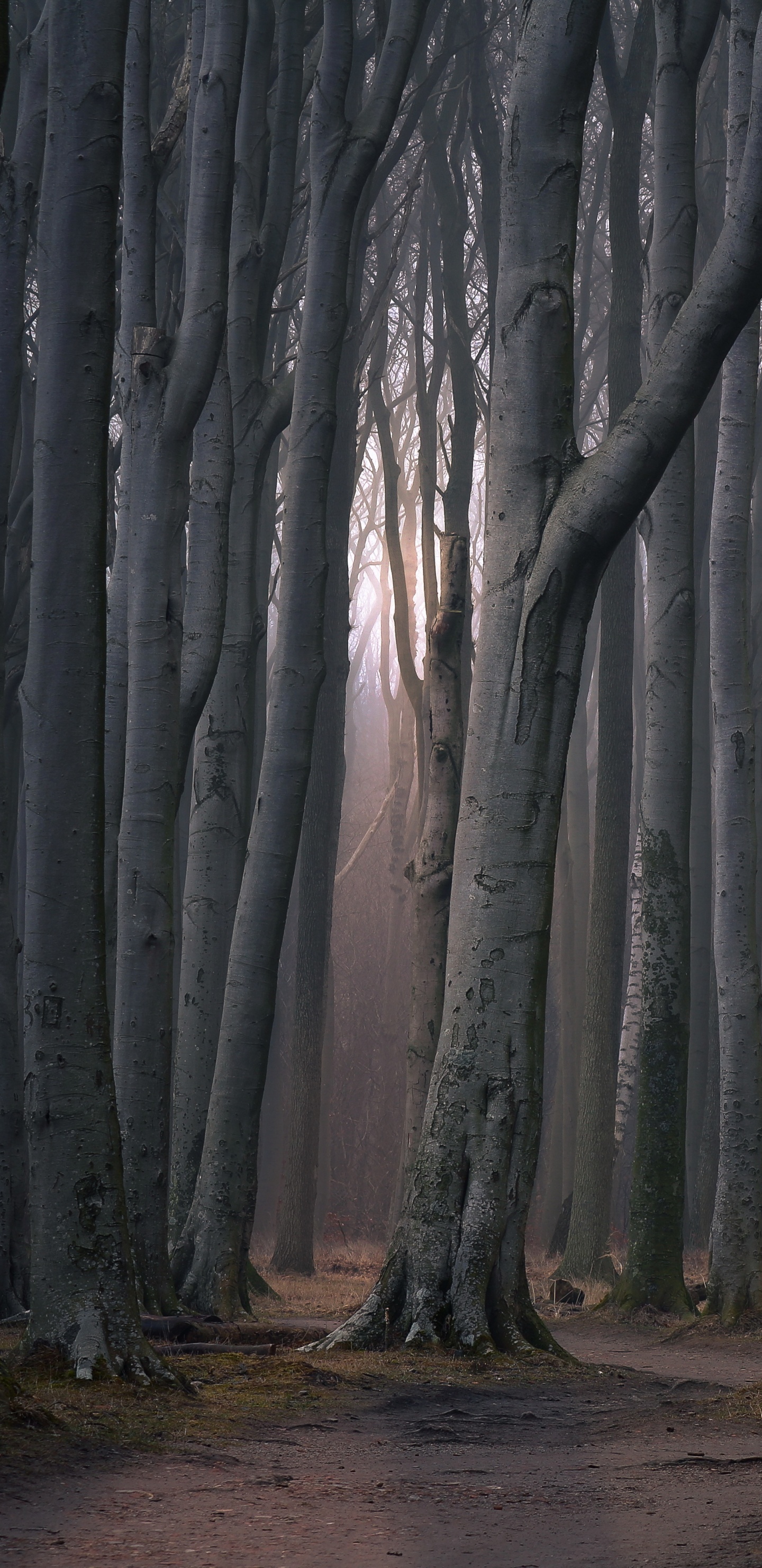 Brown Trees on Brown Soil. Wallpaper in 1440x2960 Resolution