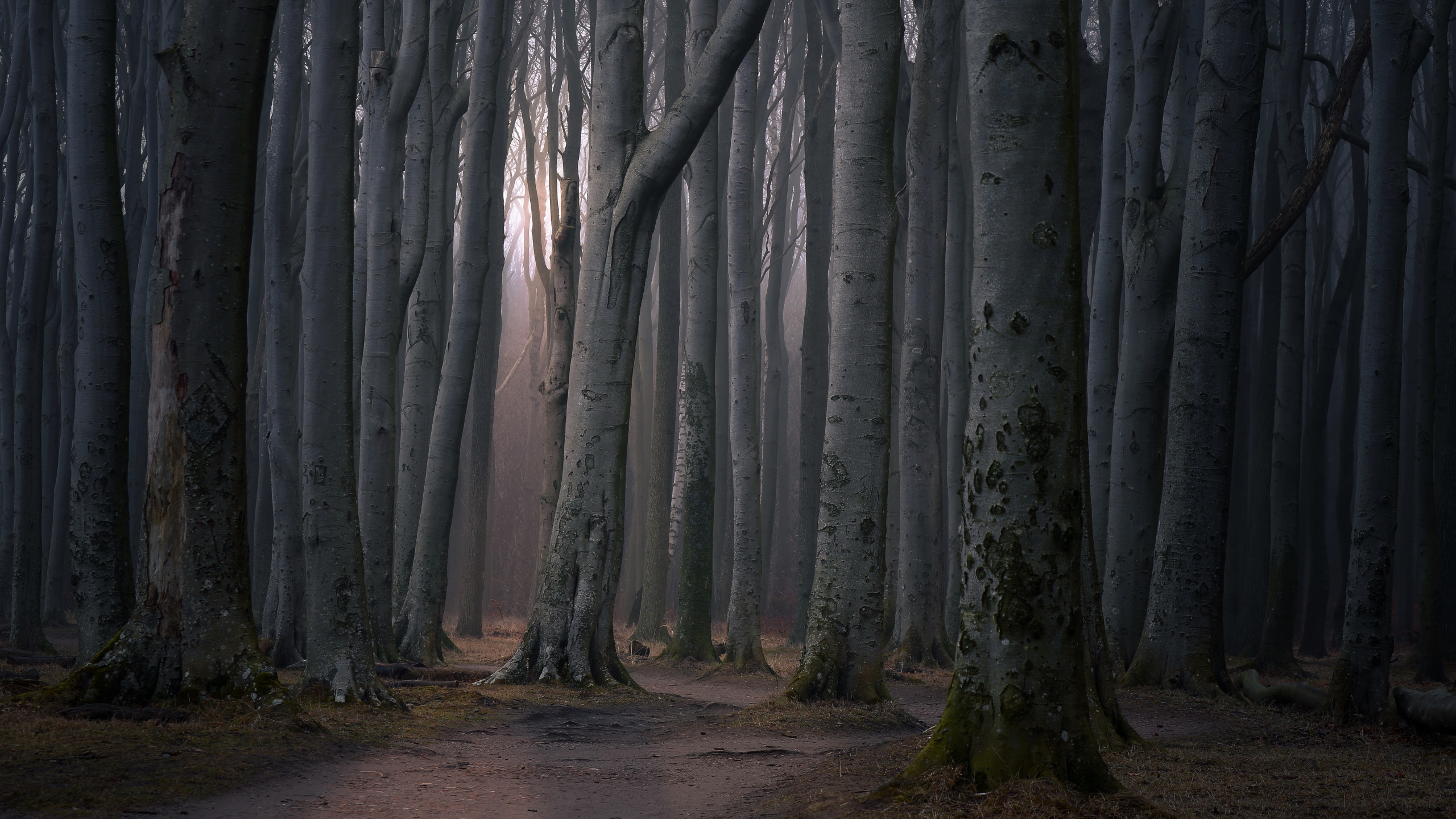 Brown Trees on Brown Soil. Wallpaper in 2560x1440 Resolution