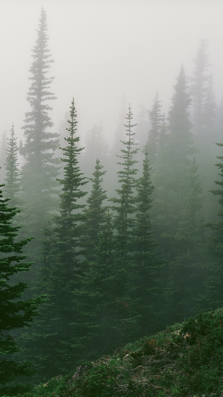 雾, 森林, 生态系统, 温带针叶林, 佛教 壁纸 720x1280 允许