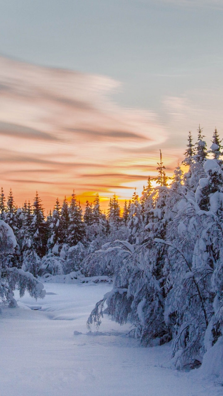 Arbres Couverts de Neige au Coucher du Soleil. Wallpaper in 720x1280 Resolution