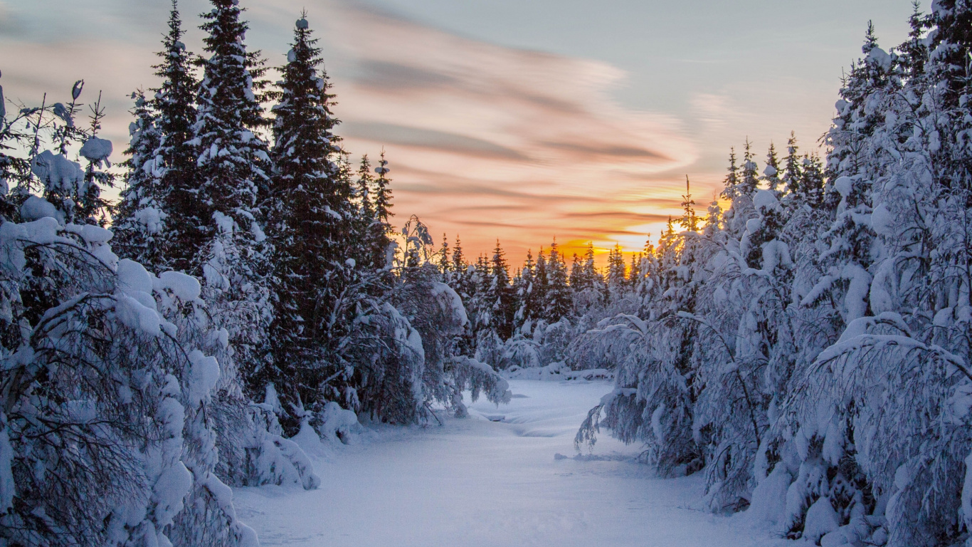 Snow Covered Trees During Sunset. Wallpaper in 1366x768 Resolution