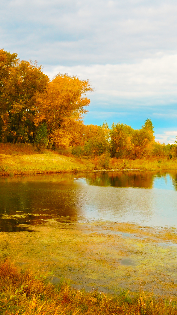 Green and Brown Trees Beside River Under Blue Sky During Daytime. Wallpaper in 750x1334 Resolution