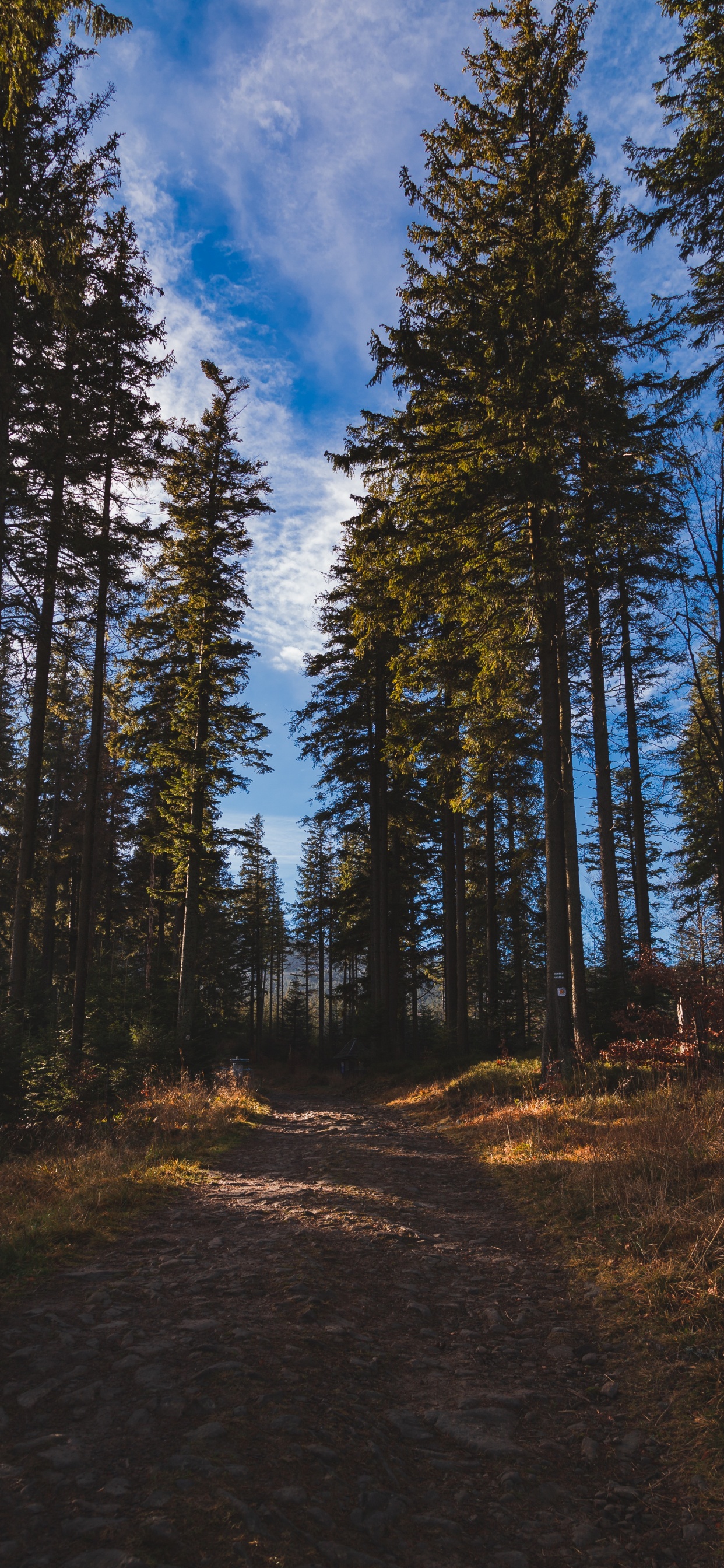 Forest, Tree, Natural Environment, Nature, Wilderness. Wallpaper in 1242x2688 Resolution