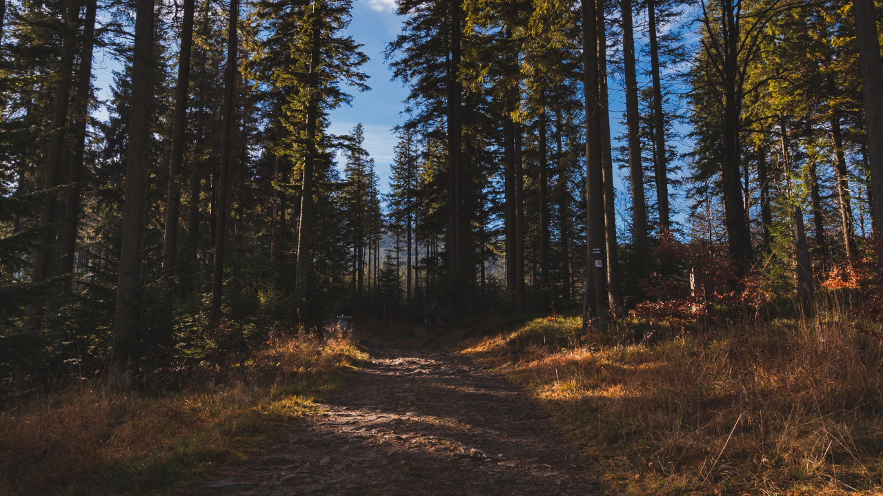 Forest, Tree, Natural Environment, Nature, Wilderness. Wallpaper in 1280x720 Resolution