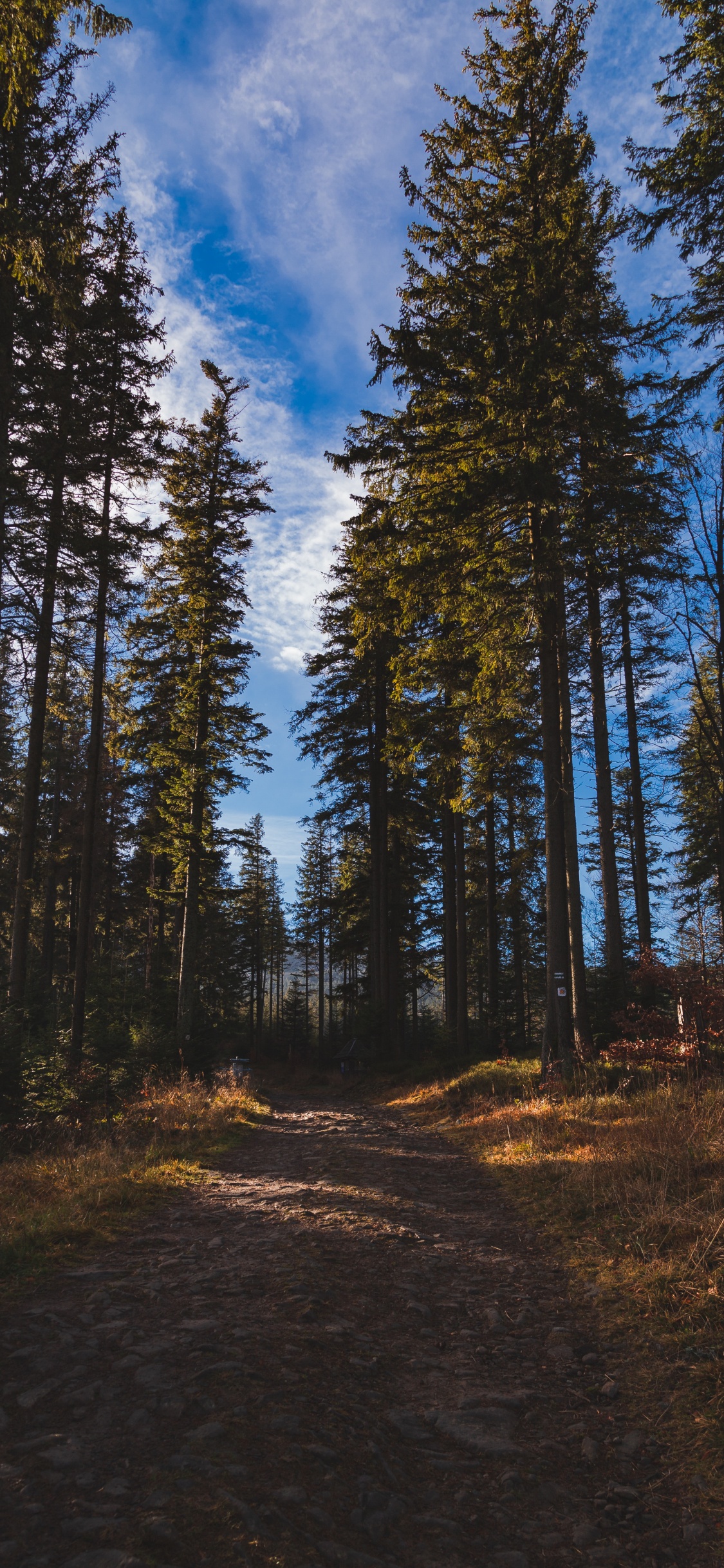 Wald, Baum, Natürlichen Umgebung, Natur, Wildnis. Wallpaper in 1125x2436 Resolution