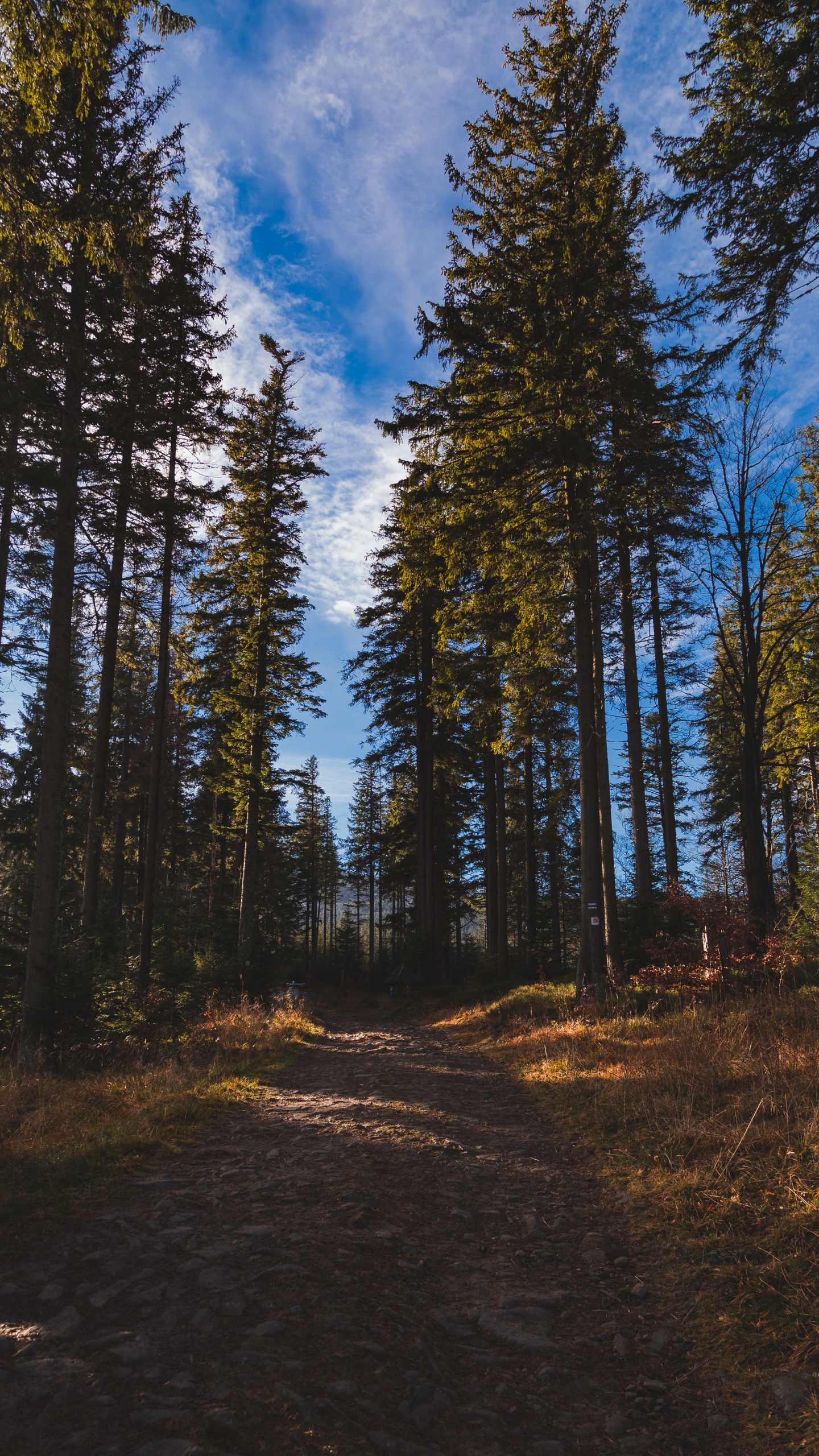 Wald, Baum, Natürlichen Umgebung, Natur, Wildnis. Wallpaper in 1440x2560 Resolution