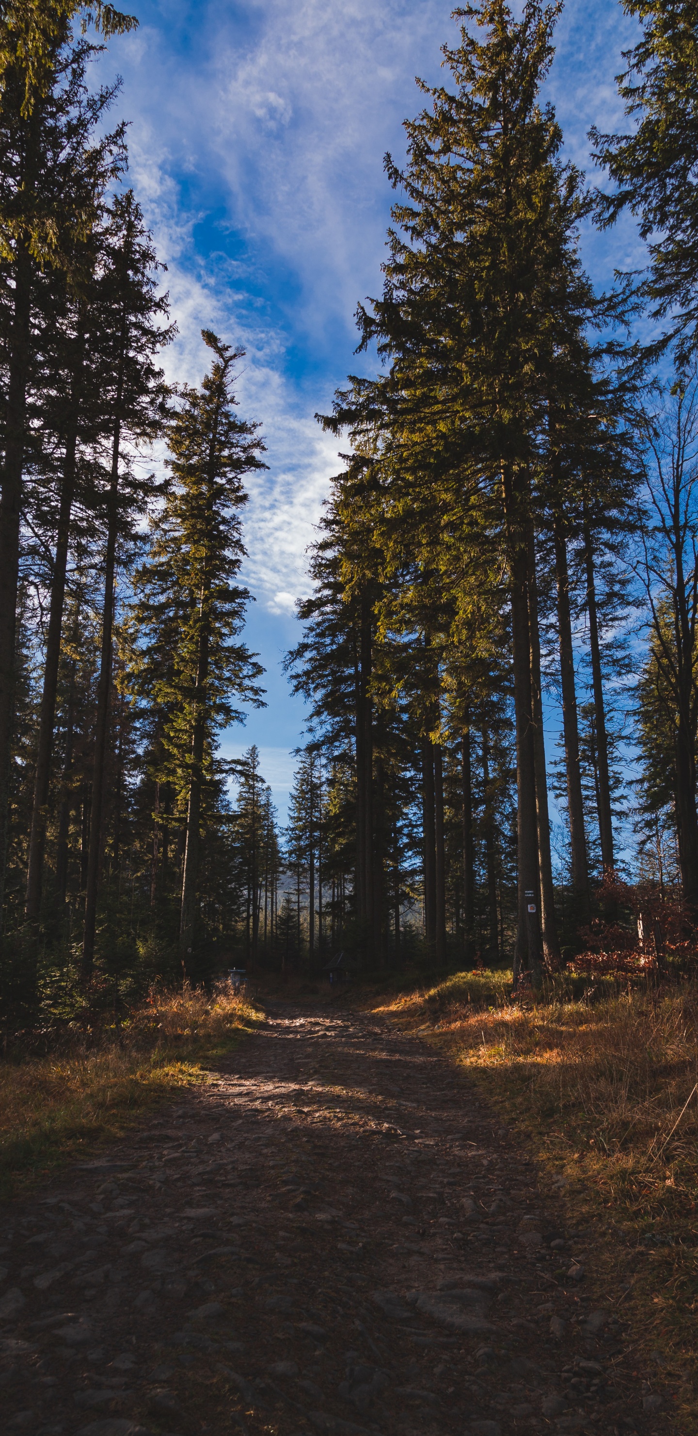 Wald, Baum, Natürlichen Umgebung, Natur, Wildnis. Wallpaper in 1440x2960 Resolution