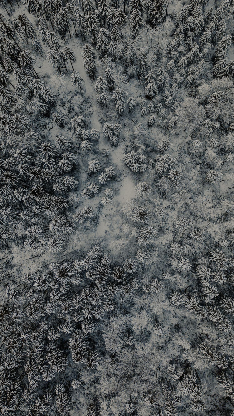 性质, 森林, 冻结, 流体, 的土壤 壁纸 750x1334 允许