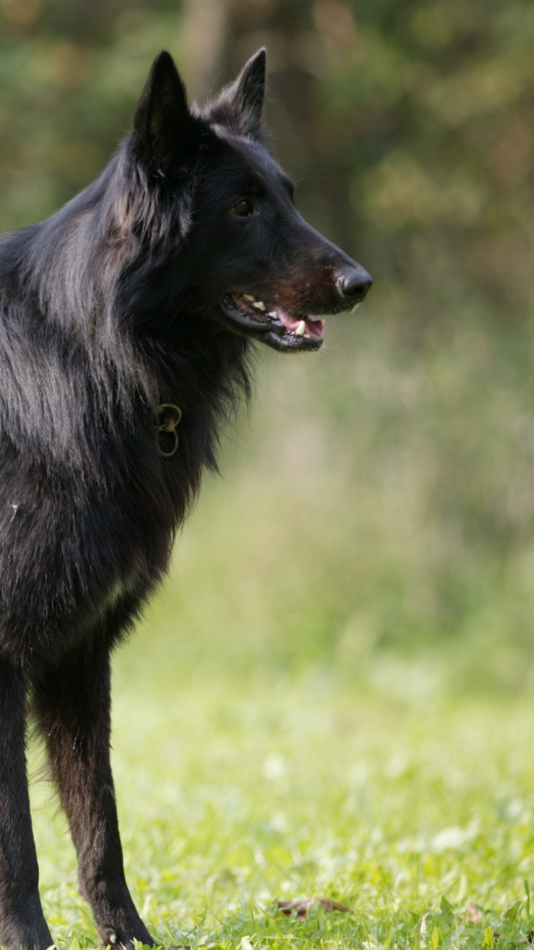Loup Noir Marchant Sur L'herbe Verte Pendant la Journée. Wallpaper in 750x1334 Resolution