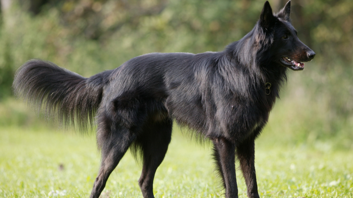 Black Wolf Walking on Green Grass During Daytime. Wallpaper in 1366x768 Resolution