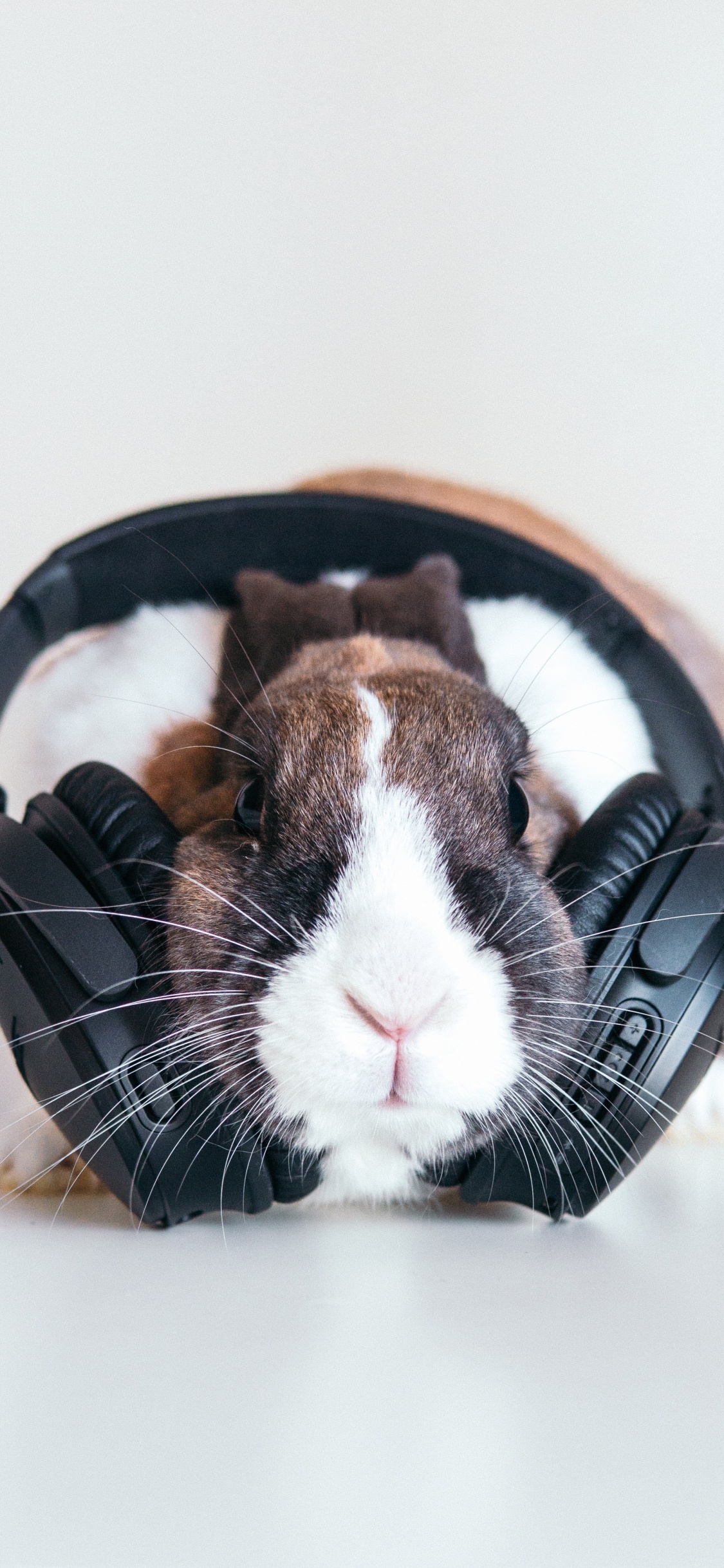 Kaninchen, Backenbart, Meerschweinchen, Ohr, Fell. Wallpaper in 1125x2436 Resolution