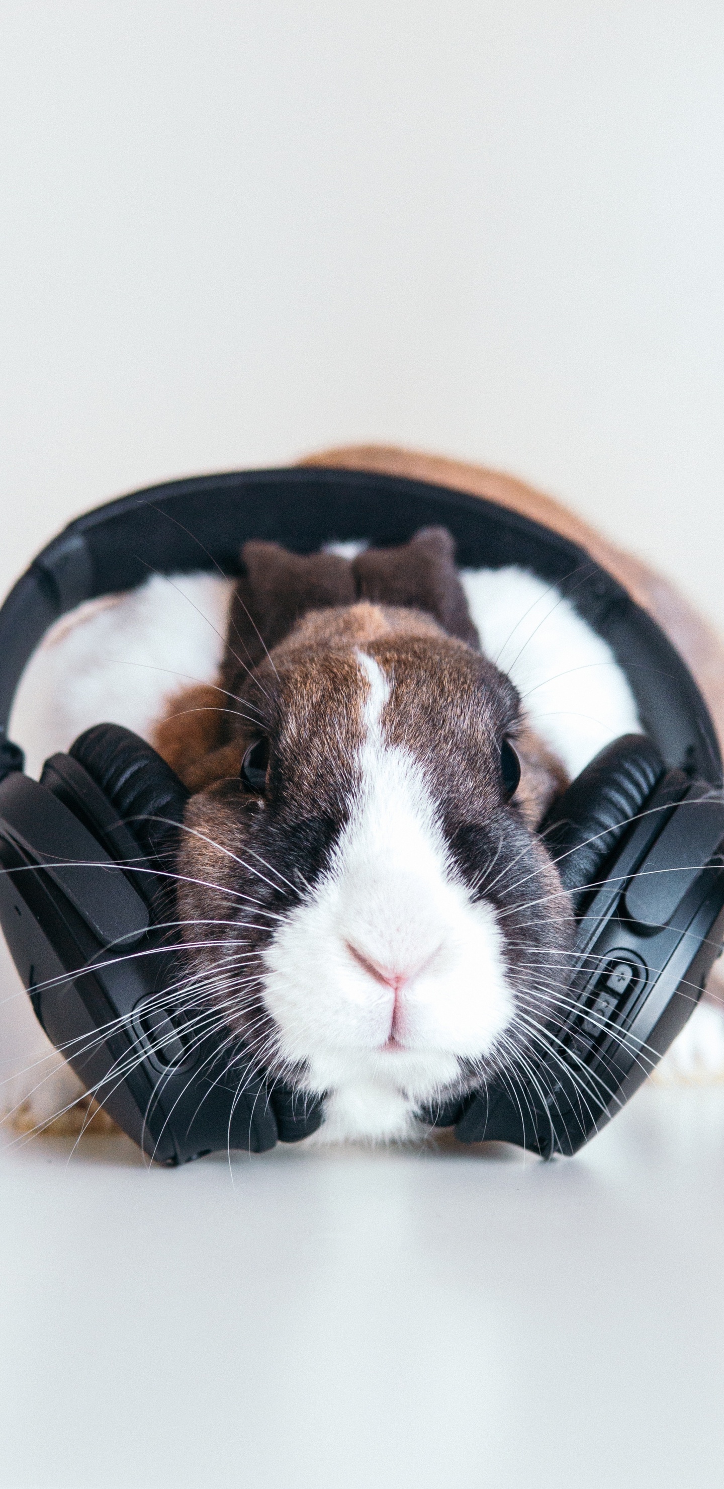 Kaninchen, Backenbart, Meerschweinchen, Ohr, Fell. Wallpaper in 1440x2960 Resolution