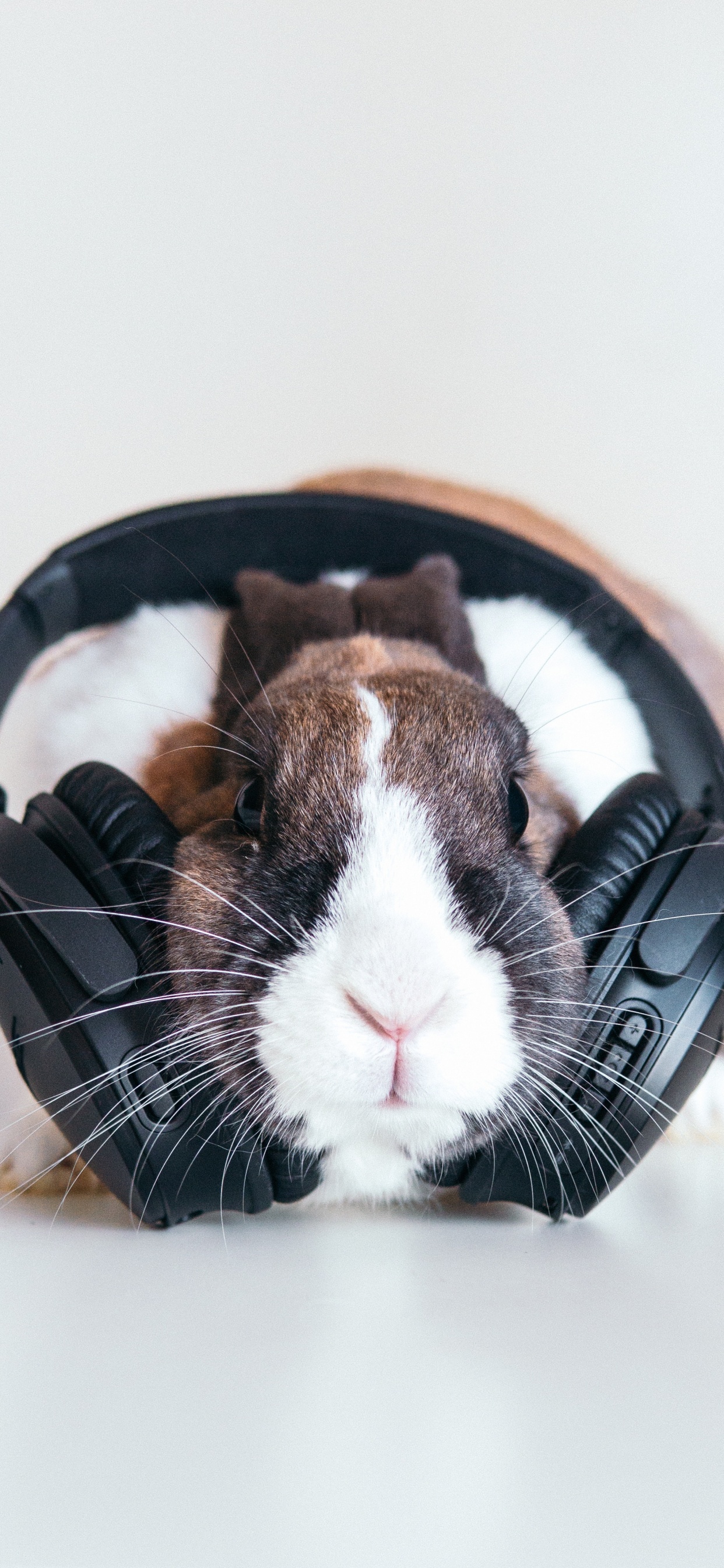 Rabbit, Snout, Whiskers, Guinea Pig, Ear. Wallpaper in 1242x2688 Resolution