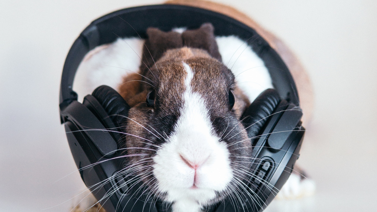 Rabbit, Snout, Whiskers, Guinea Pig, Ear. Wallpaper in 1280x720 Resolution