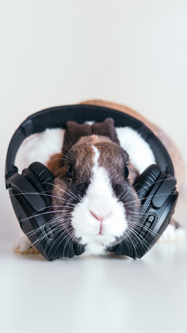 Rabbit, Snout, Whiskers, Guinea Pig, Ear. Wallpaper in 720x1280 Resolution