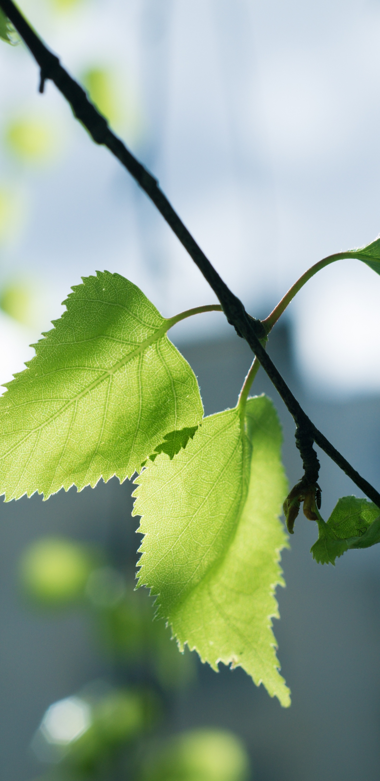 Grünes Blatt in Tilt-Shift-Linse. Wallpaper in 1440x2960 Resolution