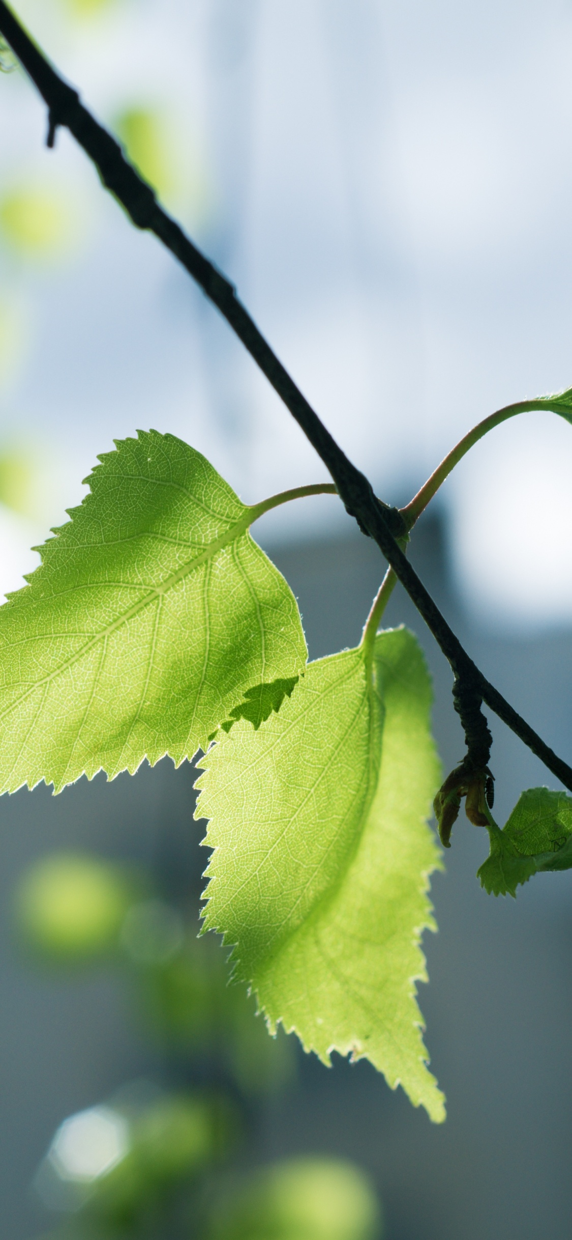 Green Leaf in Tilt Shift Lens. Wallpaper in 1125x2436 Resolution