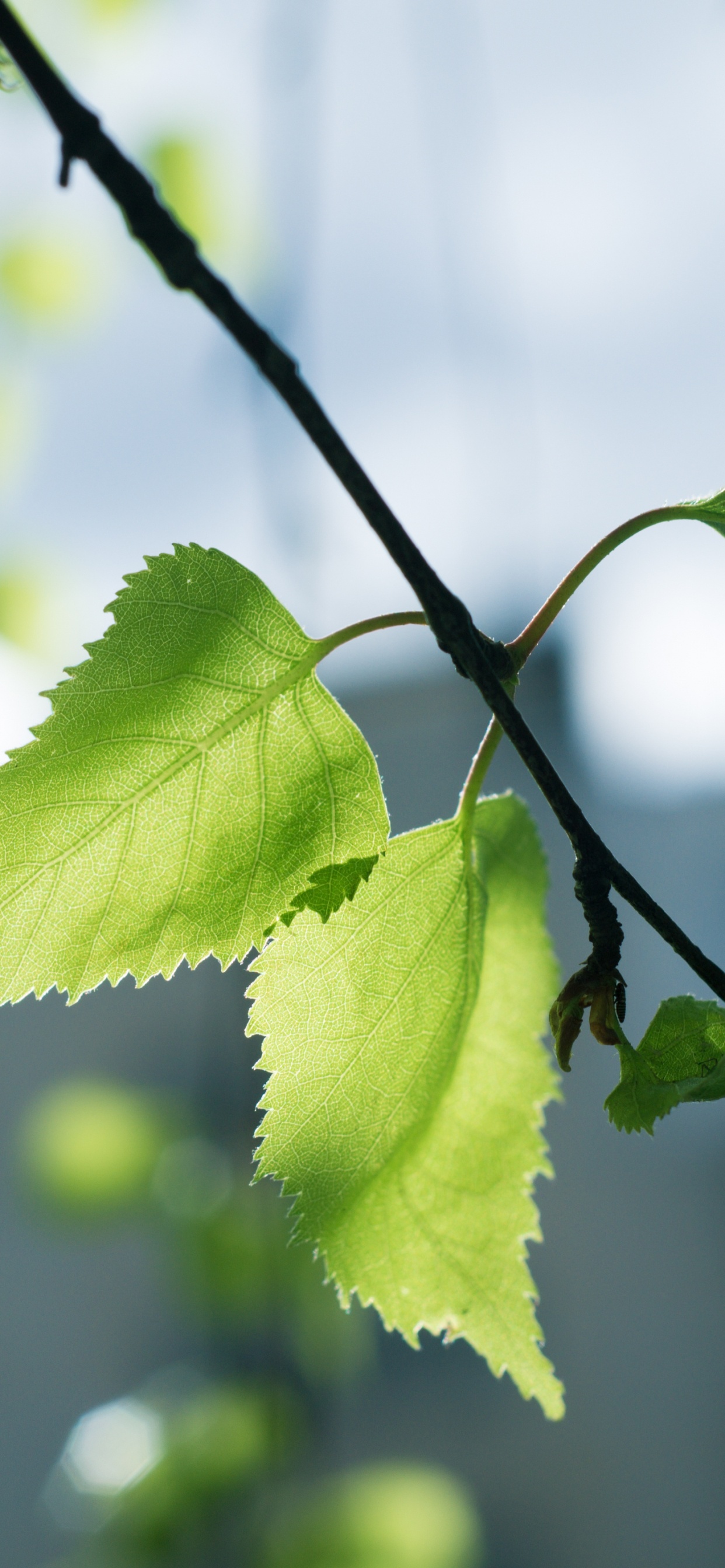 Green Leaf in Tilt Shift Lens. Wallpaper in 1242x2688 Resolution