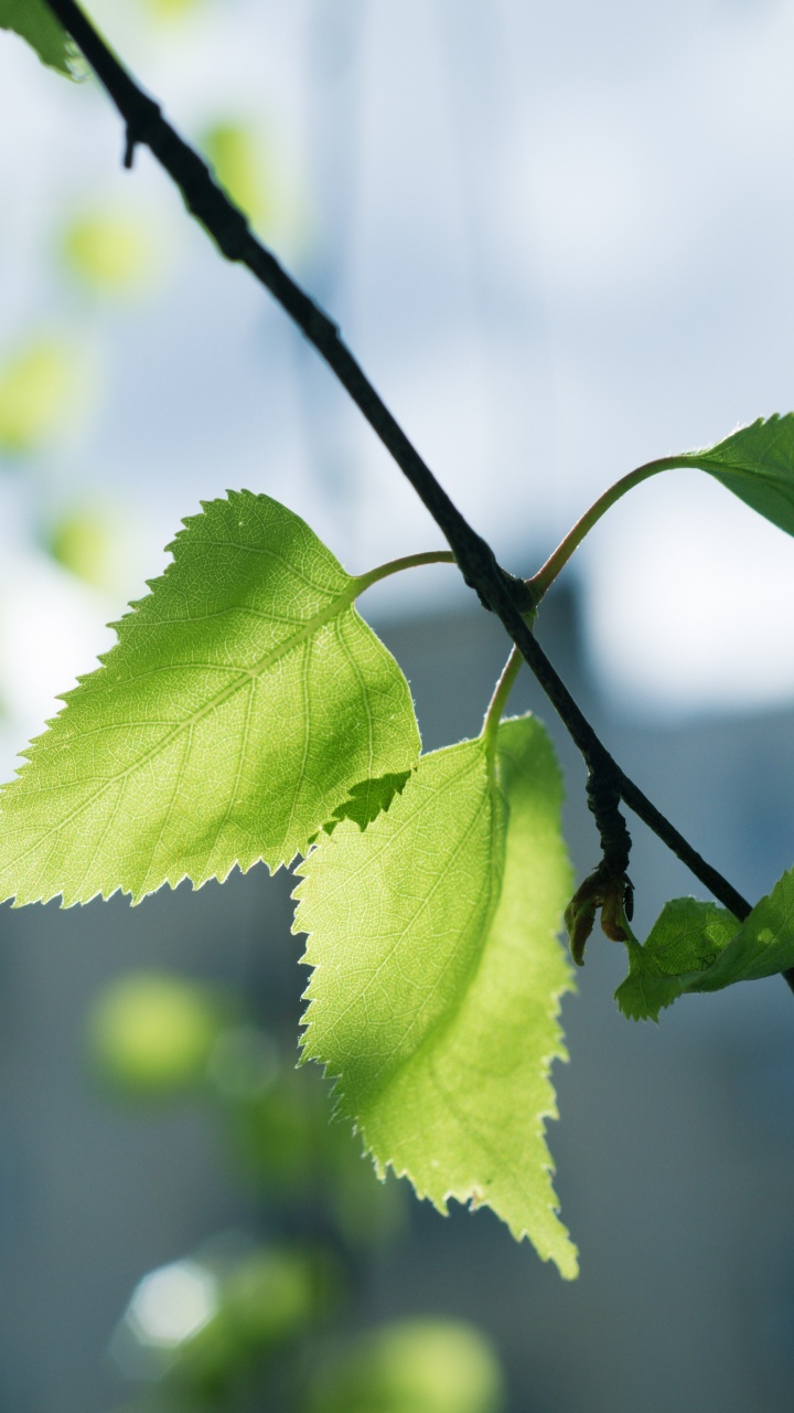 Green Leaf in Tilt Shift Lens. Wallpaper in 720x1280 Resolution